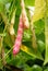 Ripe kidney bean growing on farm.Â Bush with bunch of podsÂ of haricot plant.